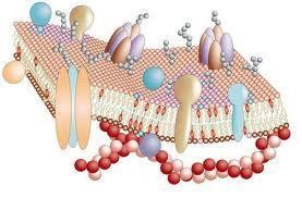 L' Analisi Lipidomica FAT PROFILE - STUDIO MEDICO DOTT. ZUNICA